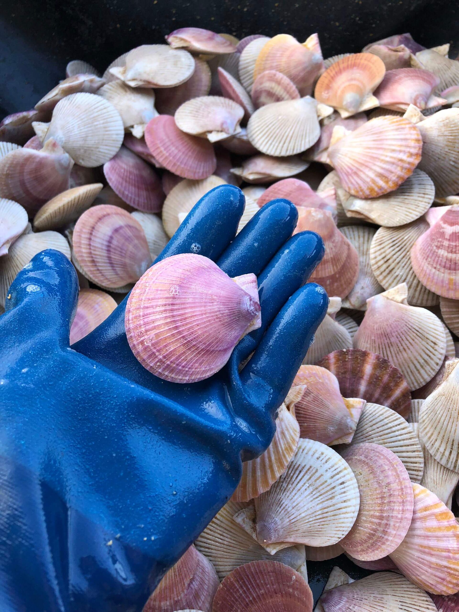 Scallops A hand holding a scallop with many others in the background