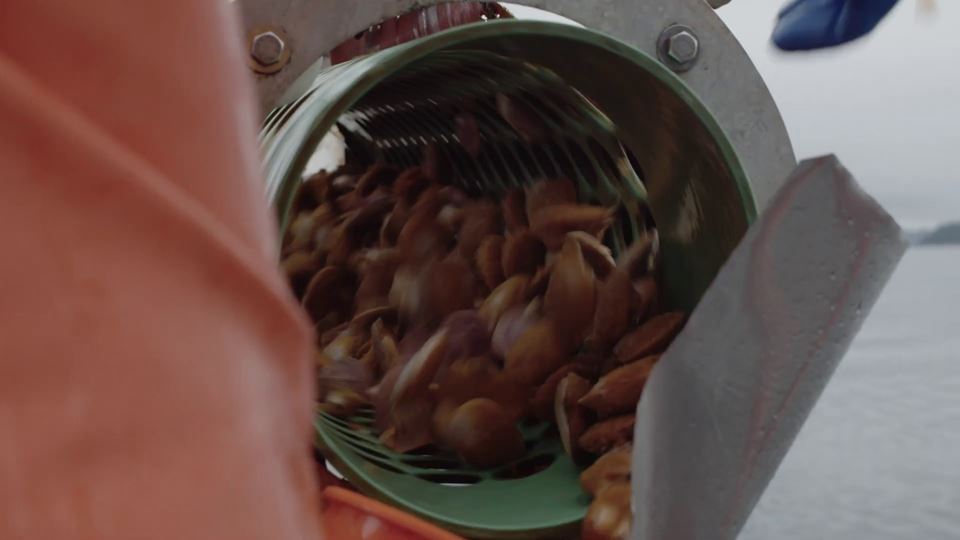 Swimming scallops in a tumbler