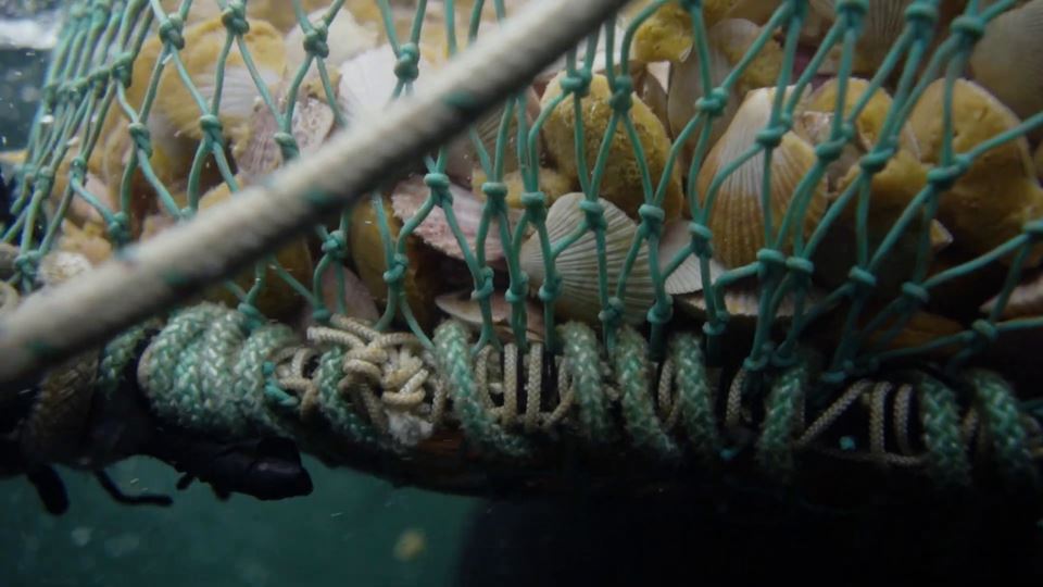 Underwater shot of a net filled with scallops