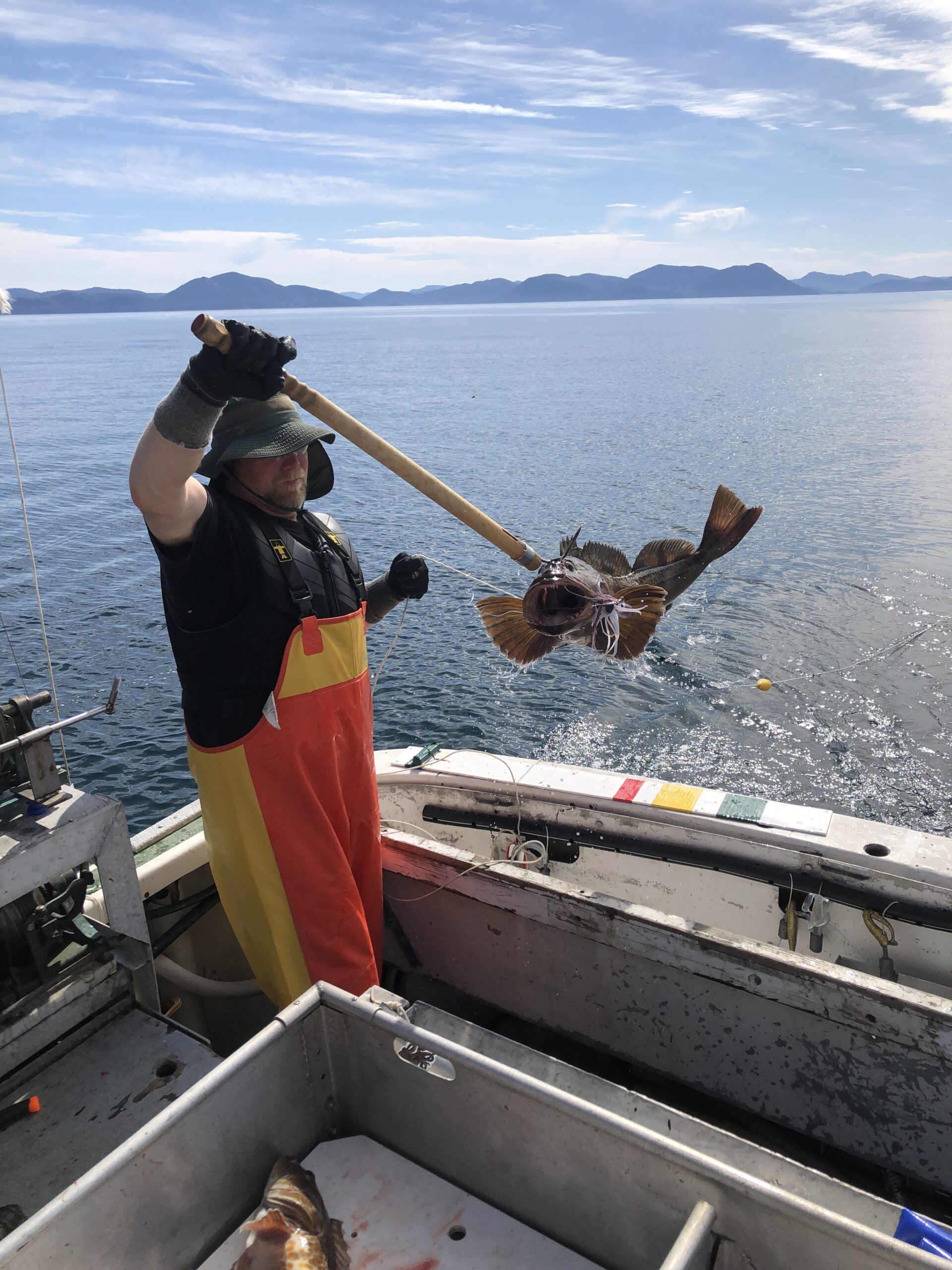 A freshly caught lingcod A freshly caught lingcod